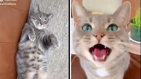 🐈 Cute Kittens & Funny Cats To Make Your Day 🐈