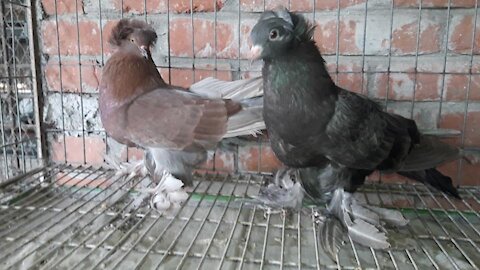 Homing Pigeon(grey and black)-2021