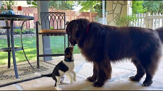 Newfoundland And Cavalier Spaniel Puppy Adorably Play Together
