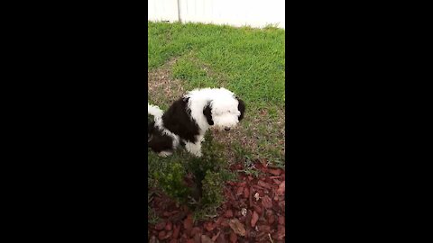 Luna the Sheepadoodle before her haircut, sitting down chewing on a branch.