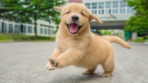 Funniest & Cutest Golden Retriever Puppies Funny Puppy Videos