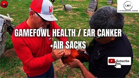 Gamefowl Healthcare / Ear Canker and Air Sacks Solutions