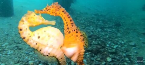 Seahorse Transfers Eggs to Her Partner