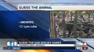 Guess the SWFL animal sub species