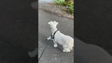 Oliver LOVES his walks!