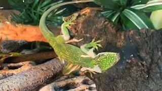 Lagarto altera a sua cor enquanto muda de pele