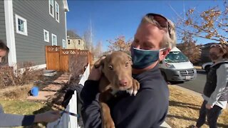 Mile High Labrador Retriever Mission: 80 dogs rescued from Texas, now in Colorado
