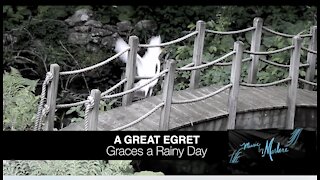 GREAT EGRET Graces A Rainy Day