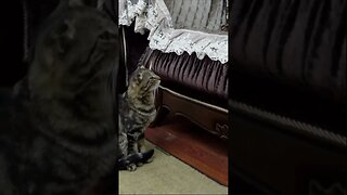 Реакция кота на чужих котят