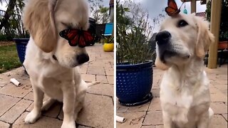 Butterfly gently lands on Golden Retriever's nose