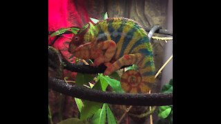 chameleon shower time