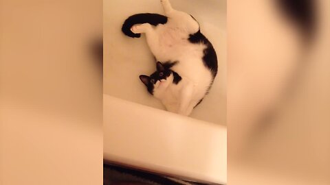 Kitty has a Party in a Bathtub