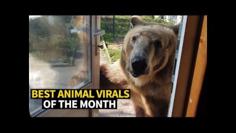 Top Viral Animal Videos - July 2021
