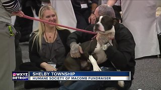 Humane Society of Macomb hosts major fundraiser