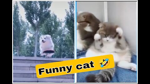 New Funny Cat Video 2021