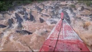 Traversez en images une rivière d'alligators