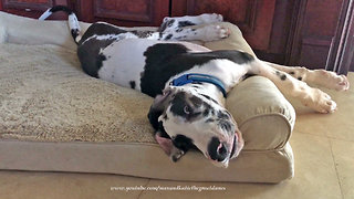 Happy Upside Down Great Dane Puppy Wags His Tail
