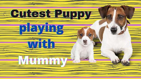 Mum & Puppy Jack Russell Play - Funny and Too CUTE!
