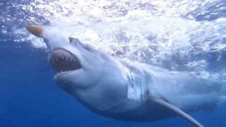 Il tombe nez à nez avec un Grand requin blanc
