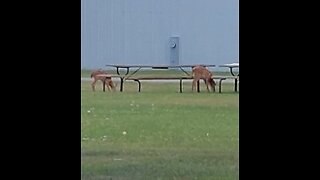 Mommy and baby deer at the park