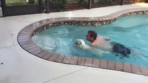 Playful West Highland Terrier Does A Cannonball Into Pool