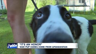 War pup comes home from Afghanistan to WNY