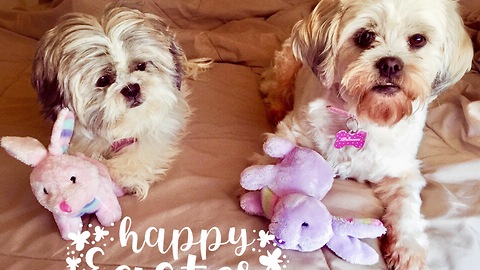 Two cute pups get toys from the Easter Bunny