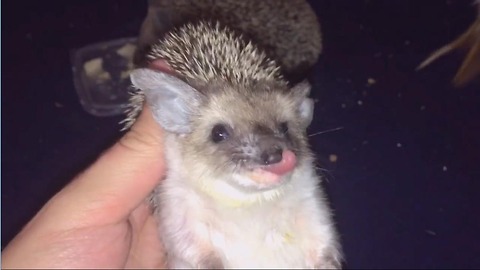 Baby hedgehog playing like kitten