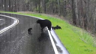 Maman ours aide ses petits à traverser la route