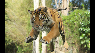 Tigers at Dreamworld