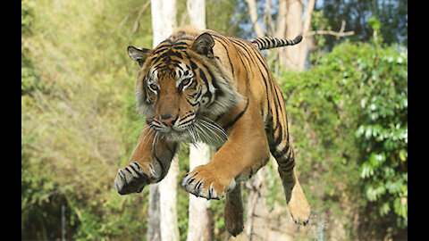 Tigers at Dreamworld