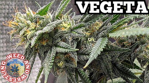 Cannabis: Flowering Hybrid Marijuana. S.O.S 'Vegeta' Hybrid Cannabis. 'Weed And Wrestling' Sep. 2022