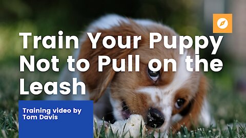 Train your puppy NOT TO PULLL on a LEASH