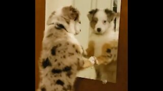 Coco Found a Mirror!