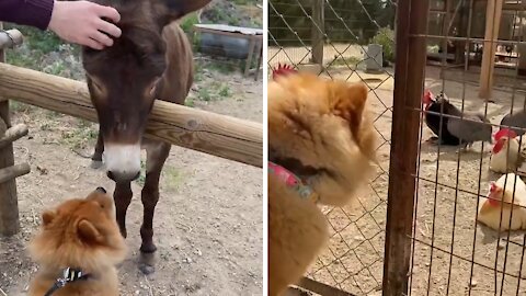 Puppy Wants To Befriend Every Animal At The Park