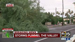 Storm causes trees to fall in Scottsdale