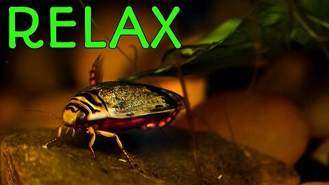 Aquatic Zen: Relaxing with Diving Beetles in Lo-Fi
