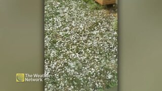 Hail covers the lawn like snow during storm