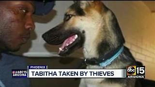 Service dog stolen from man outside grocery store