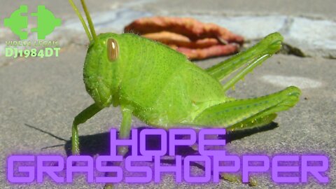 Hope Grasshopper