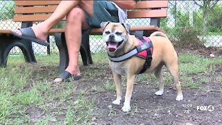 New proposed dog park restrictions in Lee County