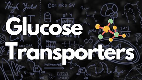 GLUT 1-4 Glucose Transporters | MCAT 2021