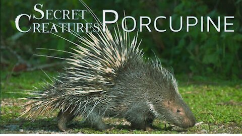 Secret Creatures: Porcupine