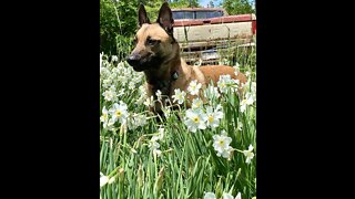 Belgian Malinois ruins video but make for a perfect picture!