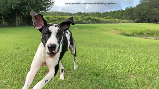 Funny Great Danes Come Running In From The Rain