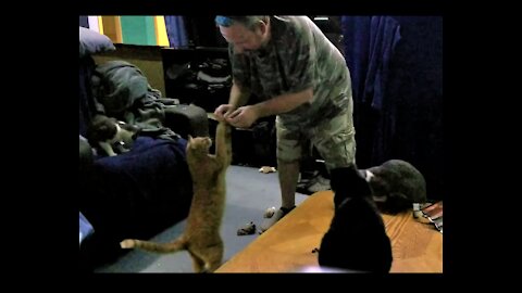 My cats love their jerky treats.😻🐈 うちの猫はジャーキーのおやつが大好きです😻🐈。 https://www.bensound.com