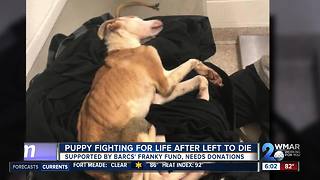 Puppy found in piles of trash fighting for life with outpouring of support from community