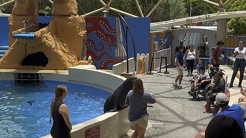 Sea Lion show at miami seaquarium