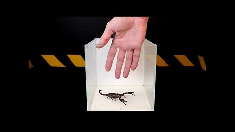 SCORPION and HAND! What happens if you put your hand to the scorpion_