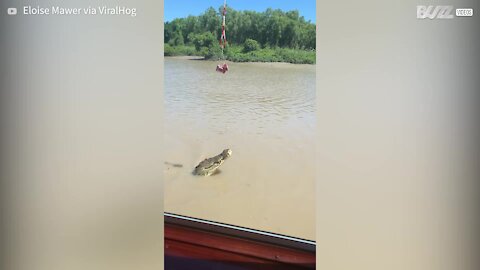 Giant crocodile rears out of water to impresses sightseers